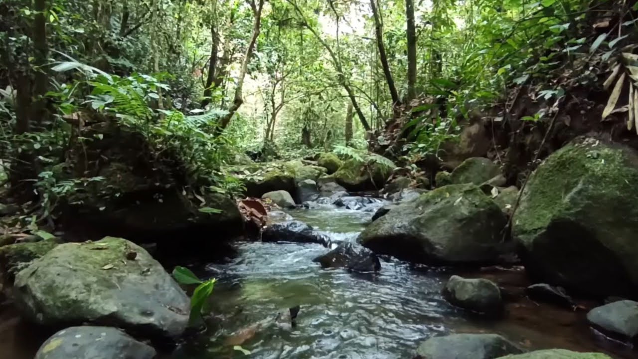 Crystal Clear Tropical River Flow Sounds for Deep Focus 🌿 Natural Forest Birds, Pure Mental Clarity