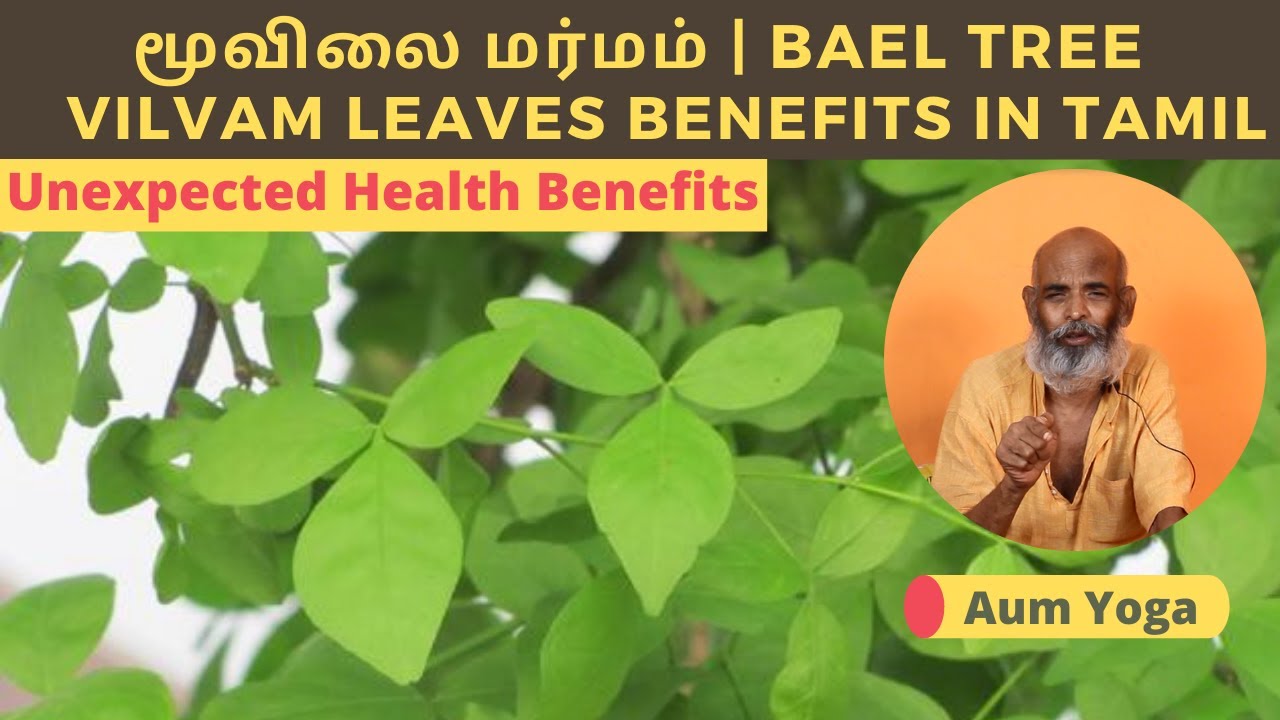 வில்வம்  இலை | Bael tree | vilvam leaves benefits in tamil | vilvaam ke patte| vilvaṁ ilakaḷ-AumYoga