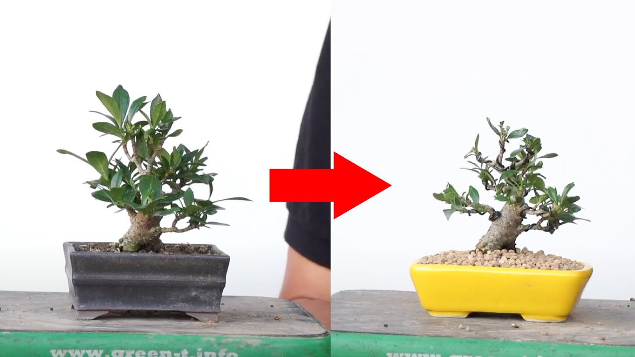 クチナシの剪定と植替え｜三浦裕貴