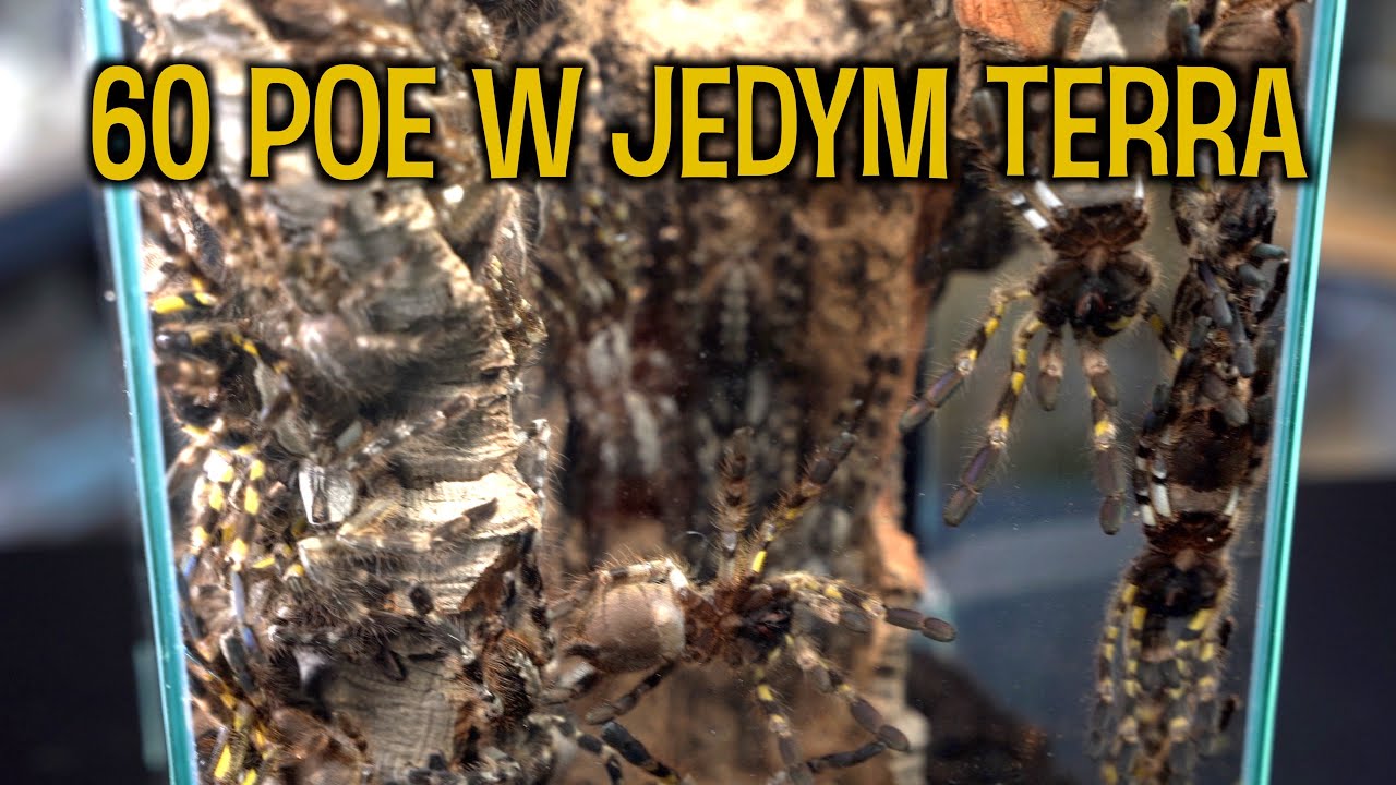 DOSTAŁEM OD WIDZA 60 szt Poecilotheria regalis 🤯 / grup&oacute;wka