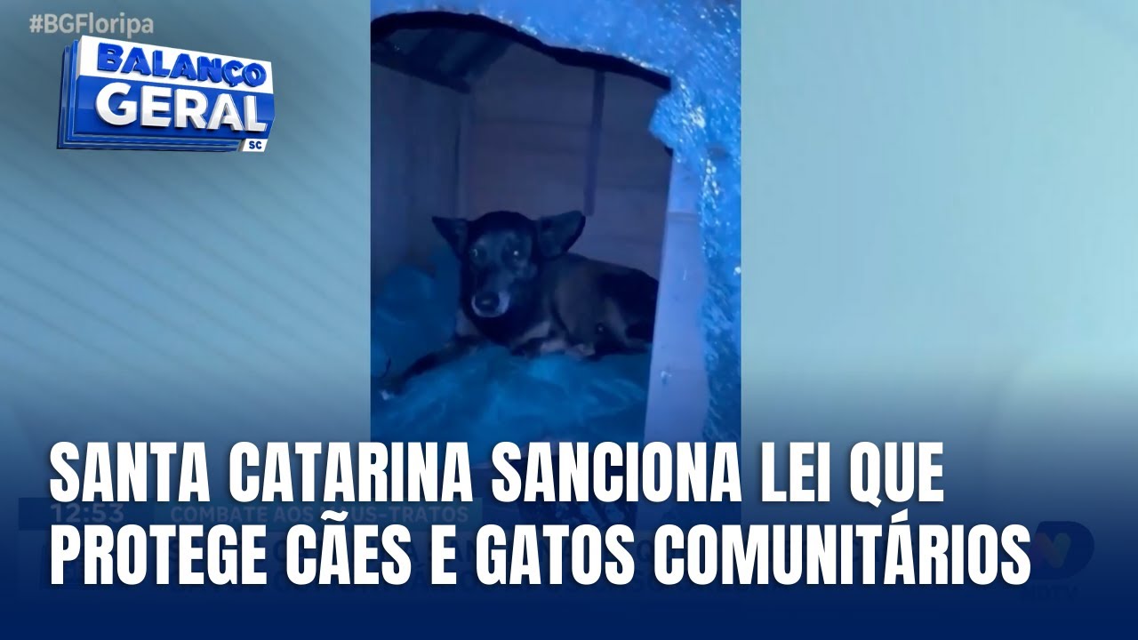 Santa Catarina sanciona lei que protege cães e gatos comunitários