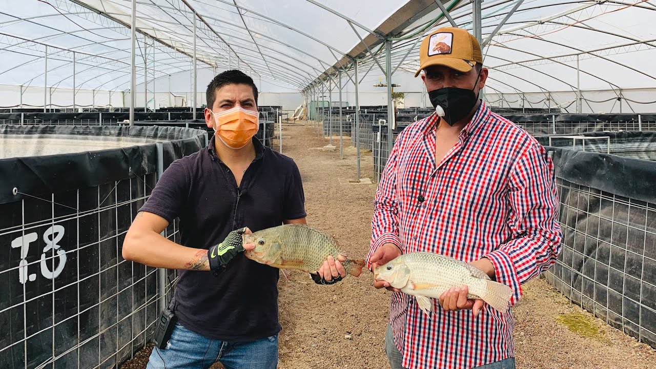 Granja Acuícola | Venta de mojarra tilapia del Nilo | Engorda y alimentación