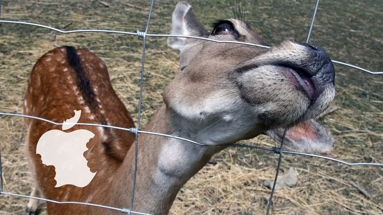 Almás dámszarvasok #fallowdeer #apple #appledeer #wildlifepark