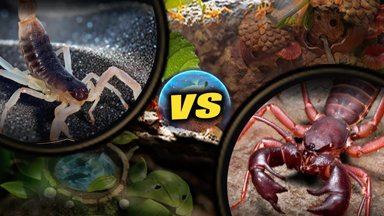 🦂🆚🦂 | Escorpión Fluorescente VS Escorpión Rojo | The Ants: Underground Kingdom🐜