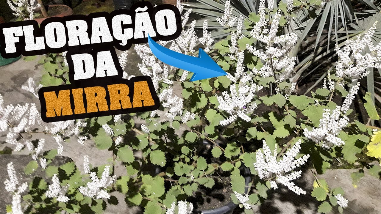 Mágico!! Faz sua MIRRA Florir muito (Veja o incrível resultado). Ativa a floração de qualquer planta