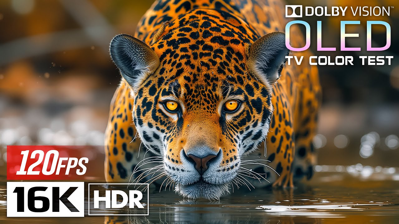 Animal Planet OLED Demo 16K HDR 120fps Dolby Vision (4K/8K TV)