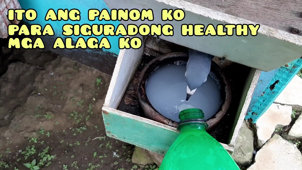 ETO ANG SIKRETO, PARA HEALTHY ANG KALAPATI MO