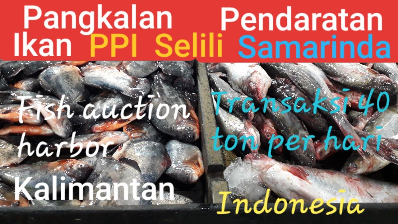 Pangkalan Pendaratan Ikan PPI Selili Samarinda, Fish Auction Harbor @naniblackorchid