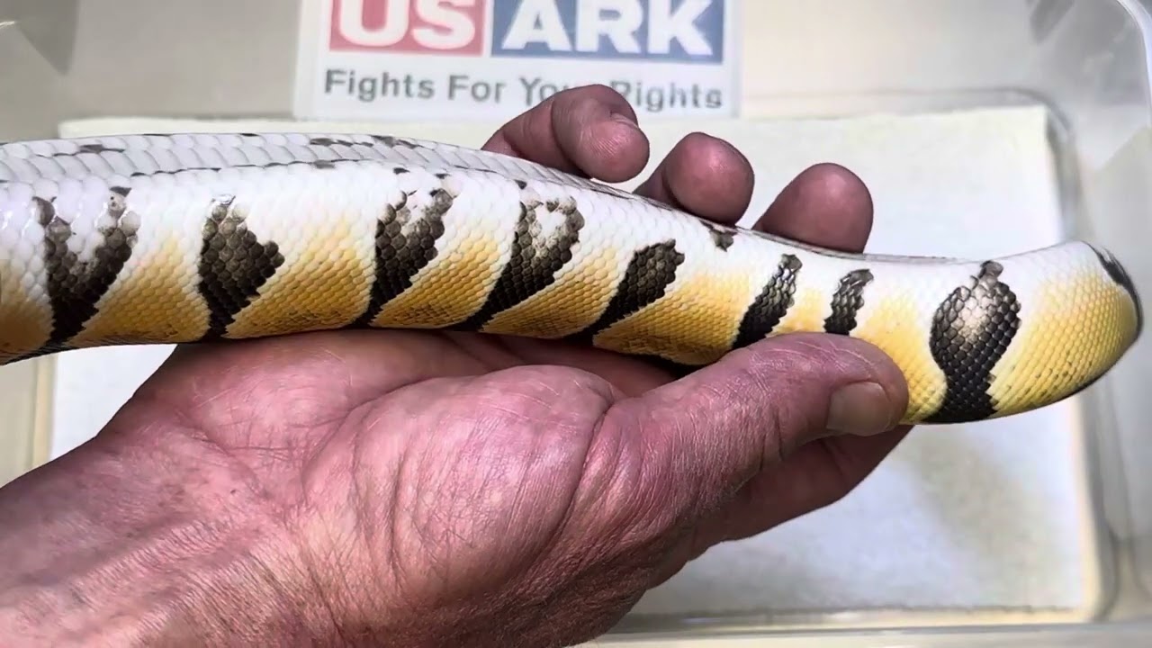 BALL PYTHON HOLDBACKS ! Special, black pastel, orange dream, yellow belly,spotnose to name a few!!!