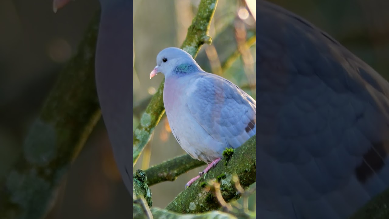 The Stock Dove's Rhythmic Call is Calming - Bird Sounds #shorts