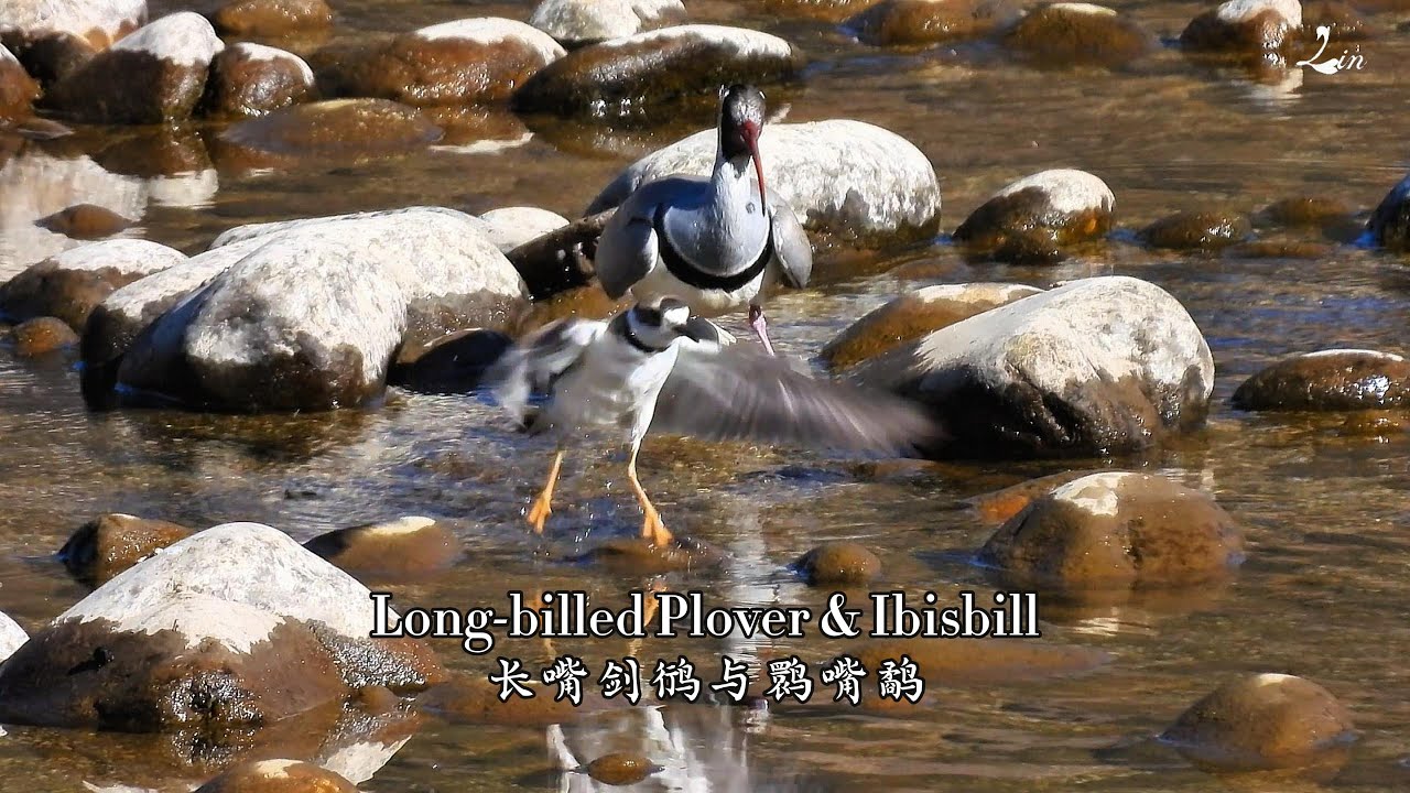 Long-billed Plover & Ibisbill