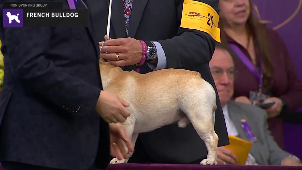 French Bulldogs | Breed Judging 2020