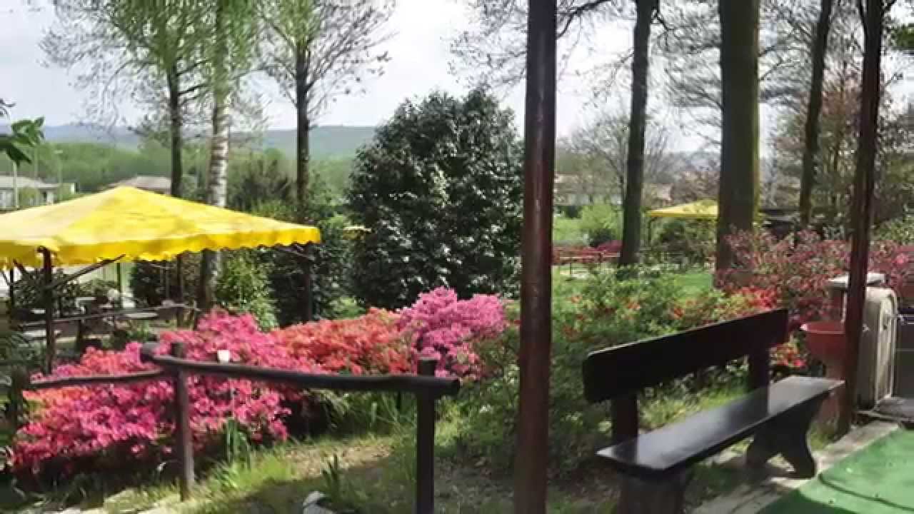 il vecchio castagno