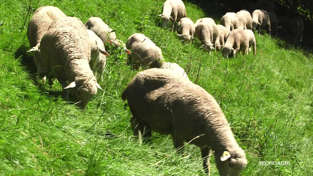 La g&eacute;olocalisation des cheptels ovins