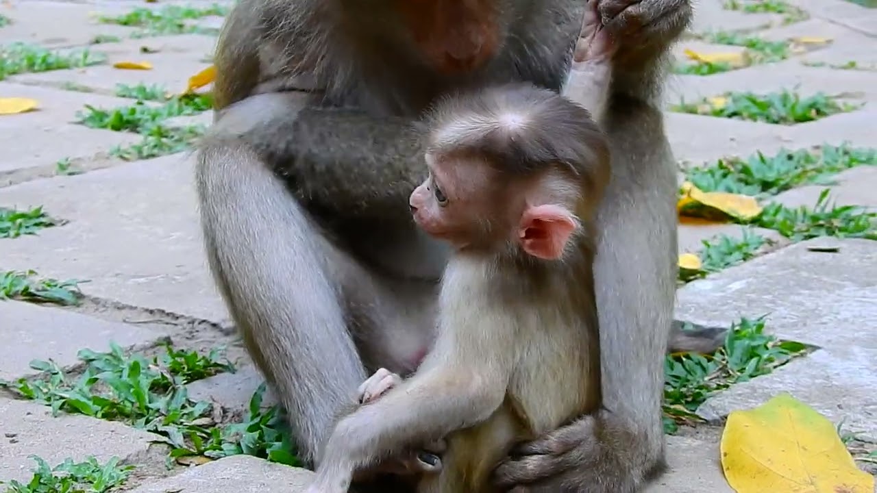 Weak Baby Monkey Needs Its Mother&rsquo;s Care