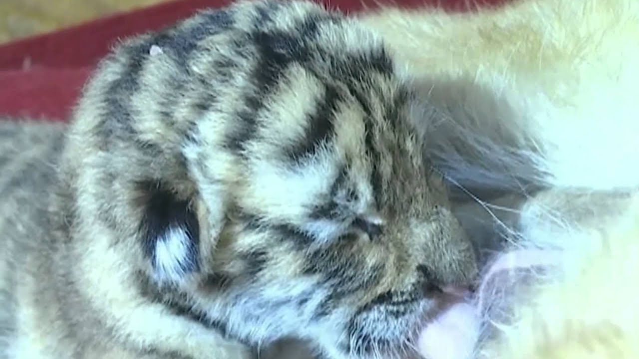 Siberian tiger gives birth to four cubs in NE China park