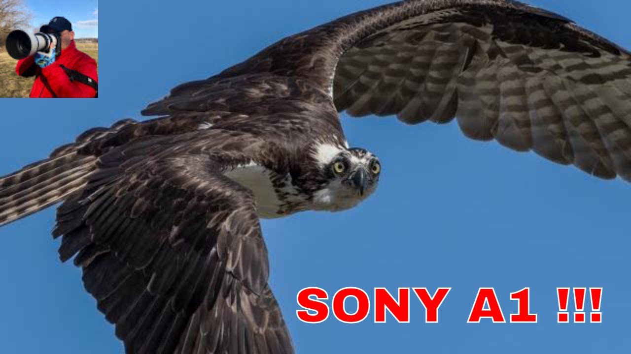 Sony A1 and 200-600 real world review shooting wildlife. Is it the right combo ?