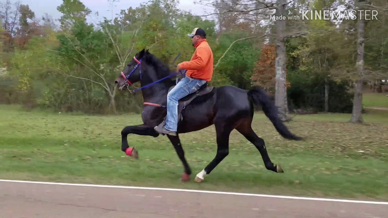 The Fastest Speed Racking Horse In Mississippi!!! Bring Out The Big Gunz