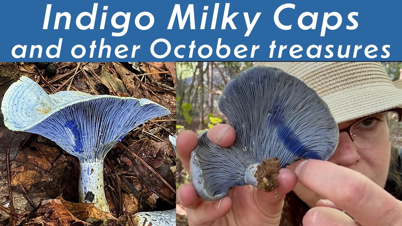 Lactarius indigo mushrooms: Blue-bleeding beauties with banded caps + Red Russula redux