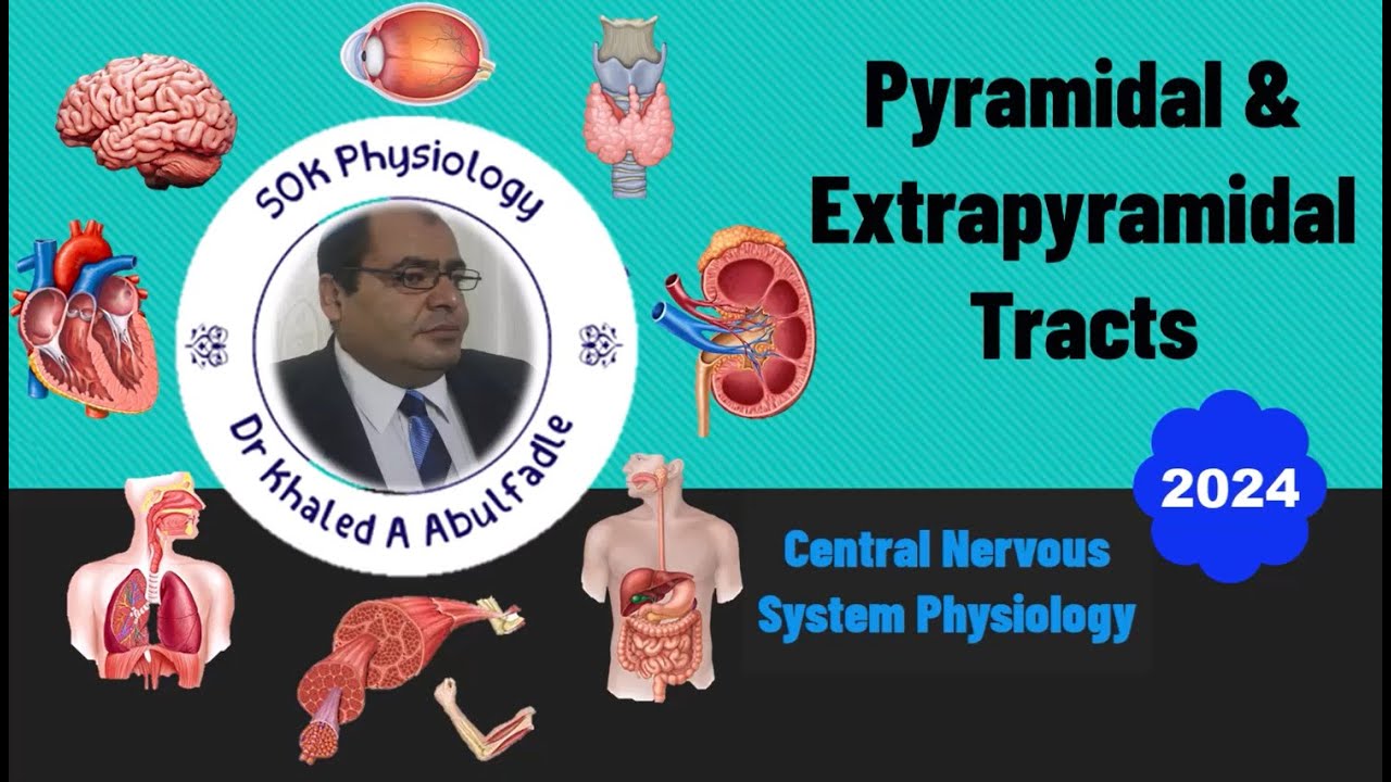 Pyramidal & Extrapyramidal Tracts (Descending Tracts) Physiology (11-2024) by Dr Khaled A Abulfadle