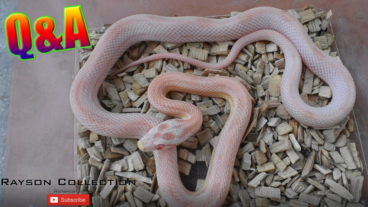 新手对玉米蛇的 Q&A 饲养攻略