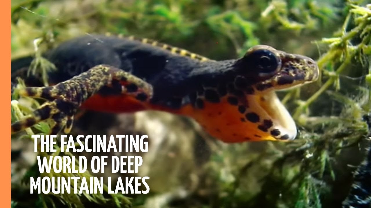 The Fascinating World of Deep Mountain Lakes | Full Documentary