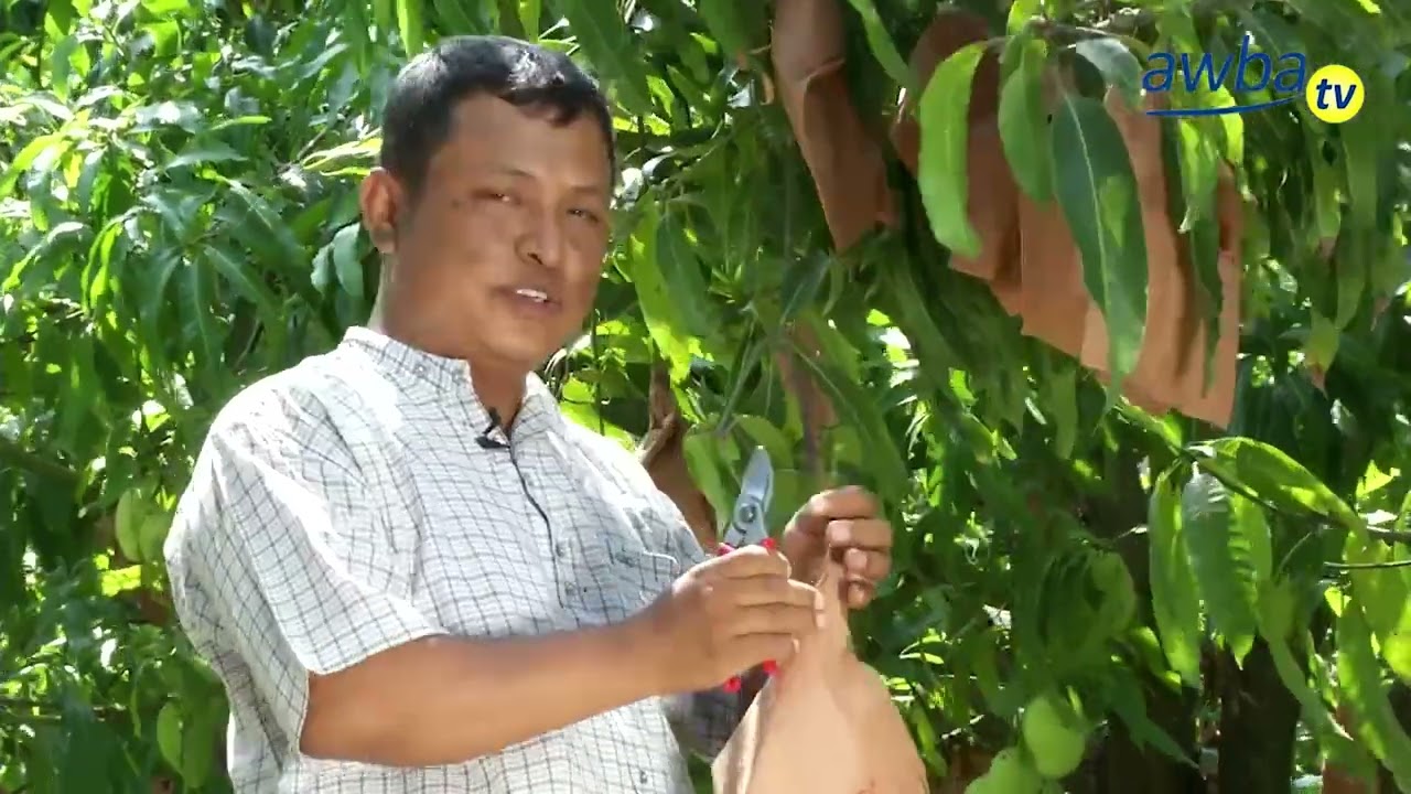 သရက်ခြံစိုက်စိုက်ပျိုးပြီး လုပ်ငန်းတည်ထောင်မယ်ဆိုရင်