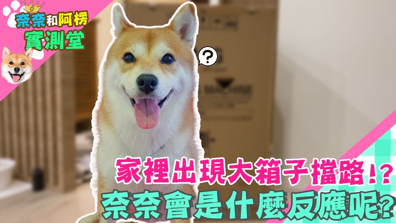 家裡出現大箱子擋路!?奈奈會是什麼反應呢?【奈奈實測堂】
