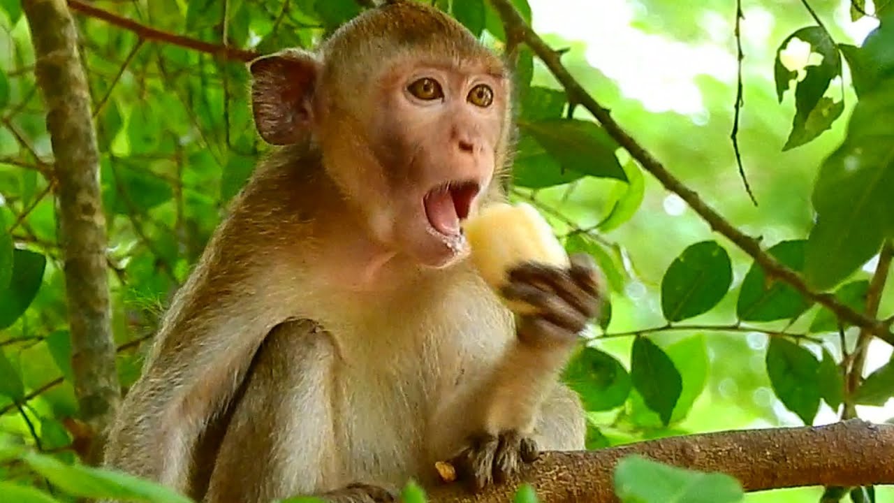 Poor Little monkey Janna go to request banana to eat She no milk