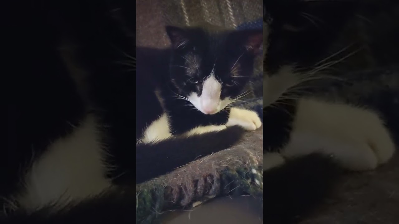 Nosey's adorable snarfle