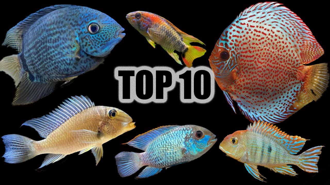 Top 10 Cichlids for a Community Aquarium