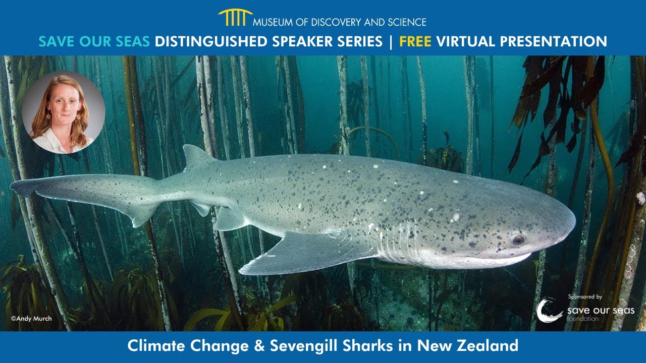Save Our Seas Distinguished Speaker Series: Climate Change & Sevengill Sharks