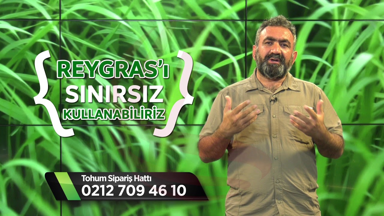 3 - Hayvanlarımızı Reygras ile mi yoksa Yonca ile mi Beslemeliyiz?