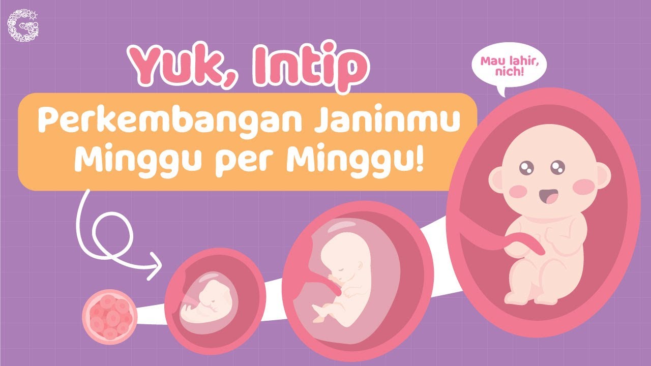 Perkembangan Janin Minggu per Minggu
