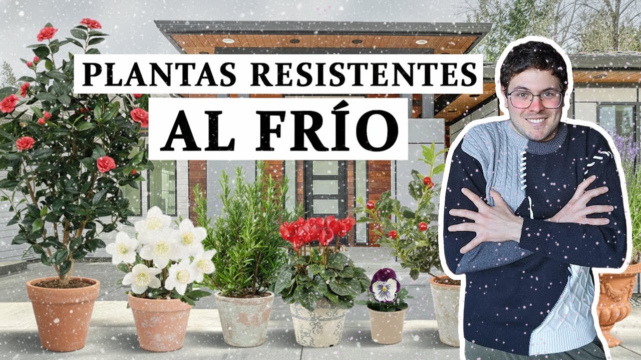 TOP 8 Plantas tolerantes al frío (extremo)