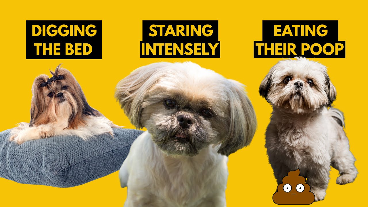 5 Odd Shih Tzu Behaviors Explained