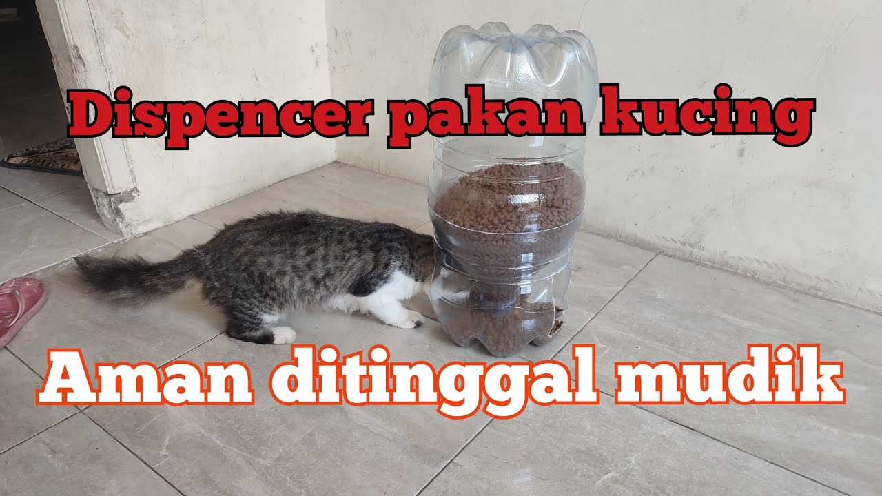 cara membuat tempat makan kucing otomatis