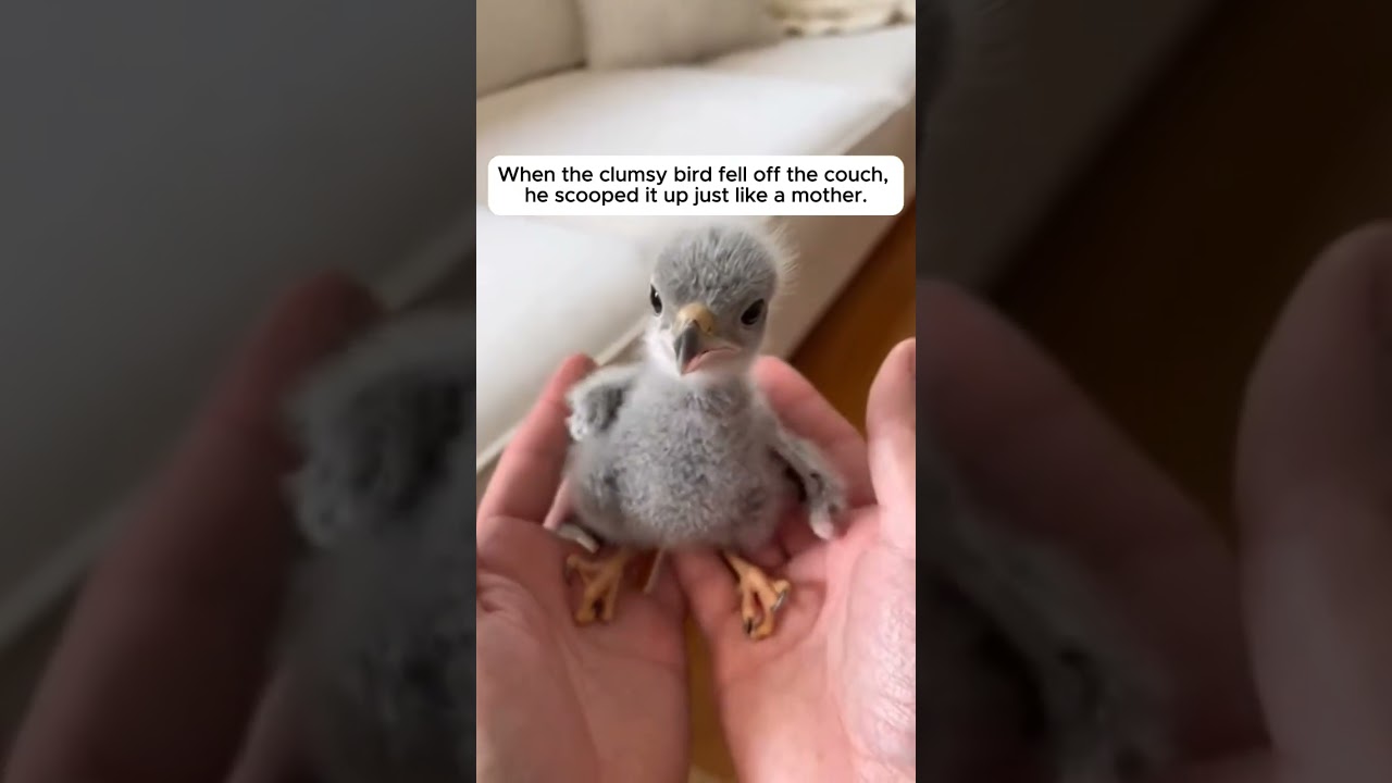 A Falling Baby Eagle Found A Forever Dad ❤️ #shorts