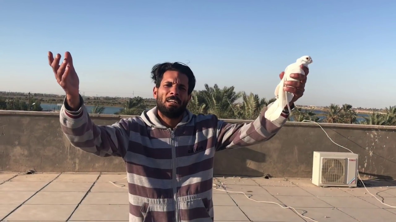 #تحشيش المطيرجي/ ردت أبوك الحمامه ورحمن خبث عليه شوفو شصار بيه😂