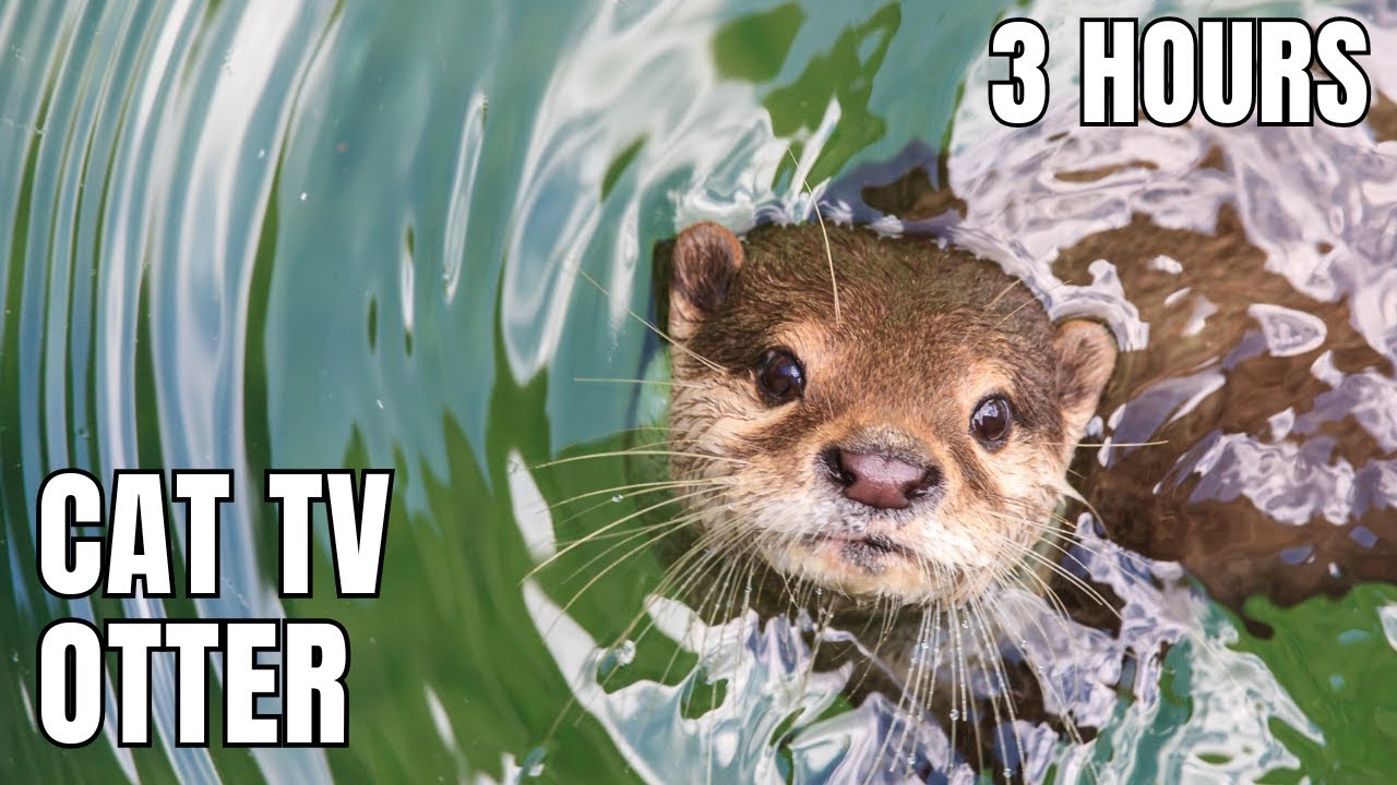 Otters in the Water (3H) | Relaxing Nature Sounds & Meditation Music for Calm Focus and Sleep