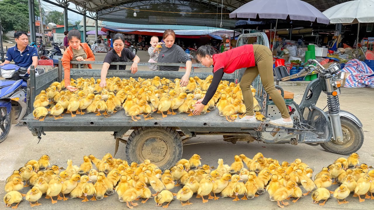 Buy 230 Newly Hatched Ducklings Go To  Market Sell For Villager To Raise | Free Bushcraft