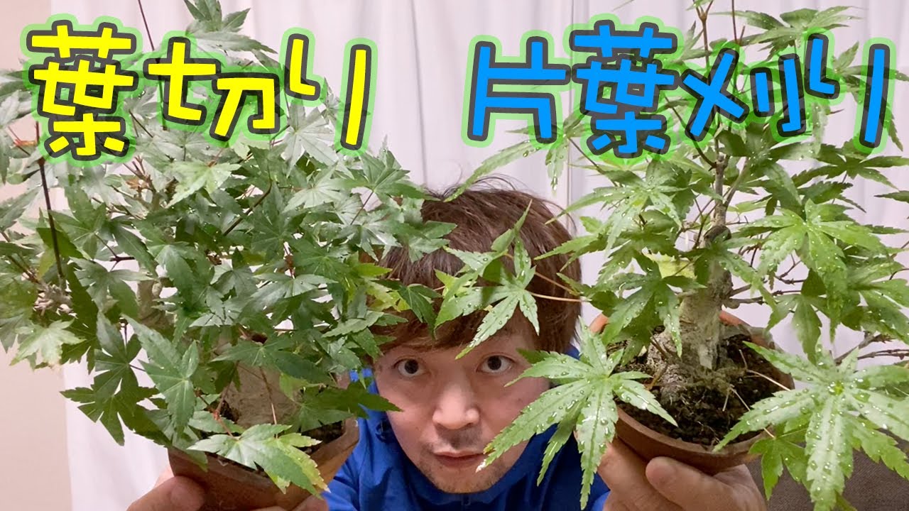 山もみじの「片葉刈り」と「葉切り」をやってみたYamamomiji's 