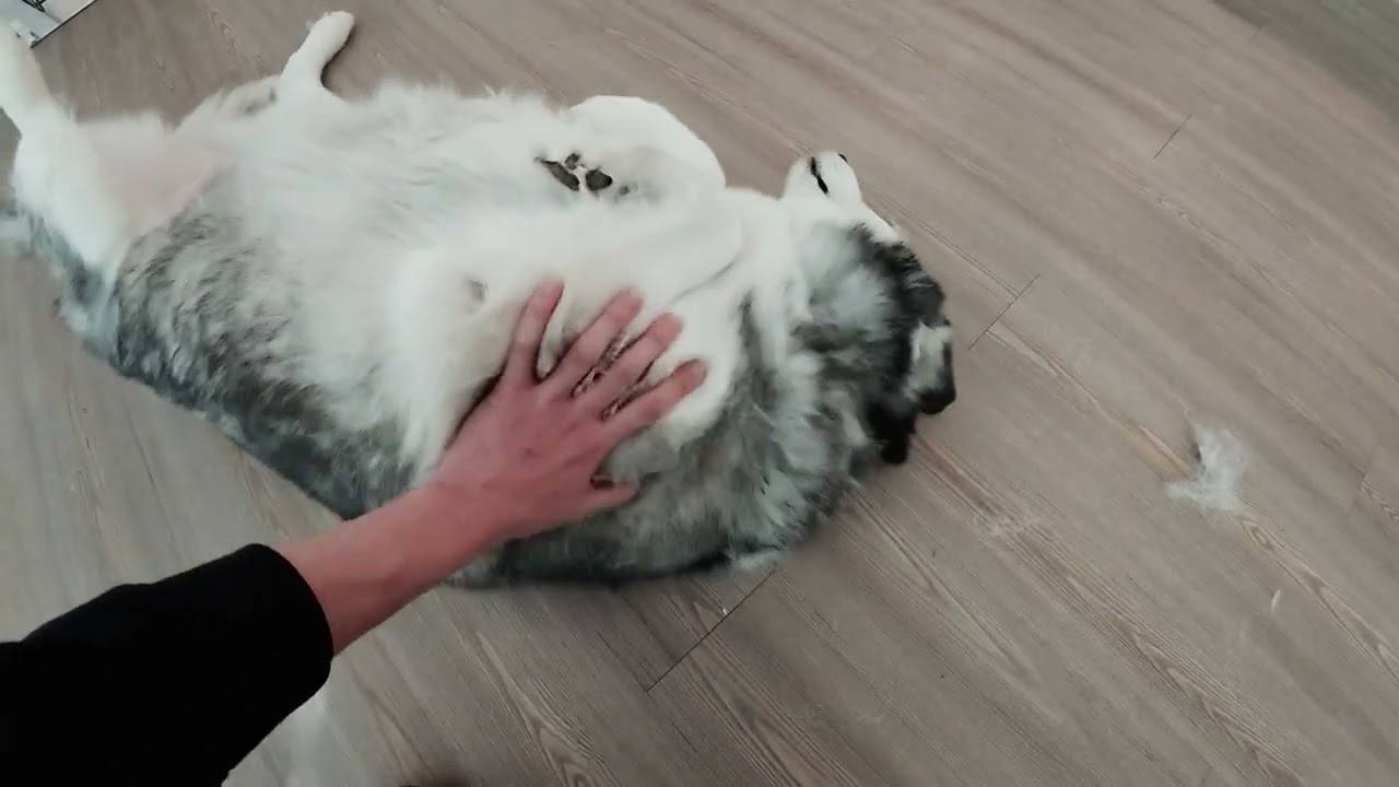 Making an appeal to keep your husky an inside dog