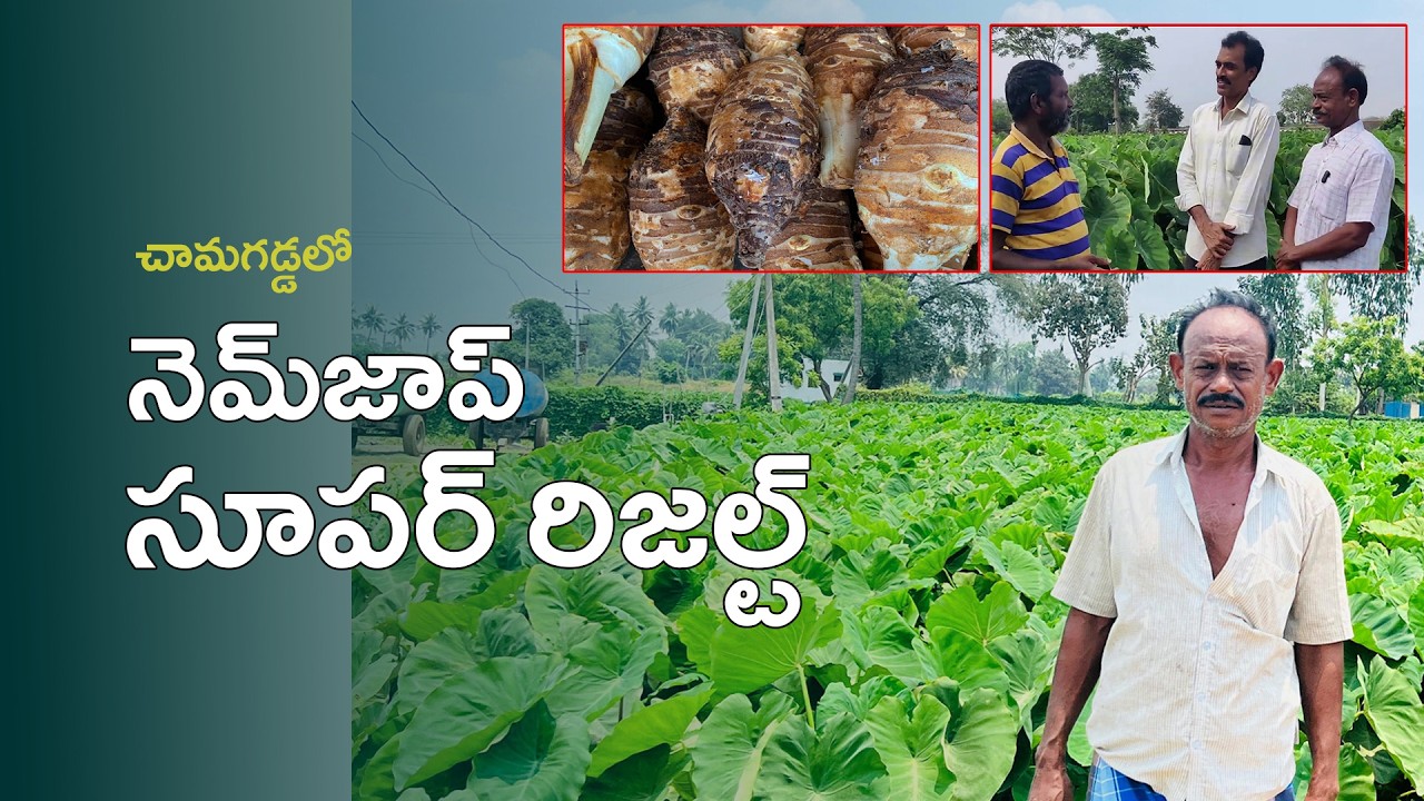 E445 | లాభసాటిగా చామగడ్డ సాగు! |#gramabazaar #shorts | 94912 78836, 833 1800 100