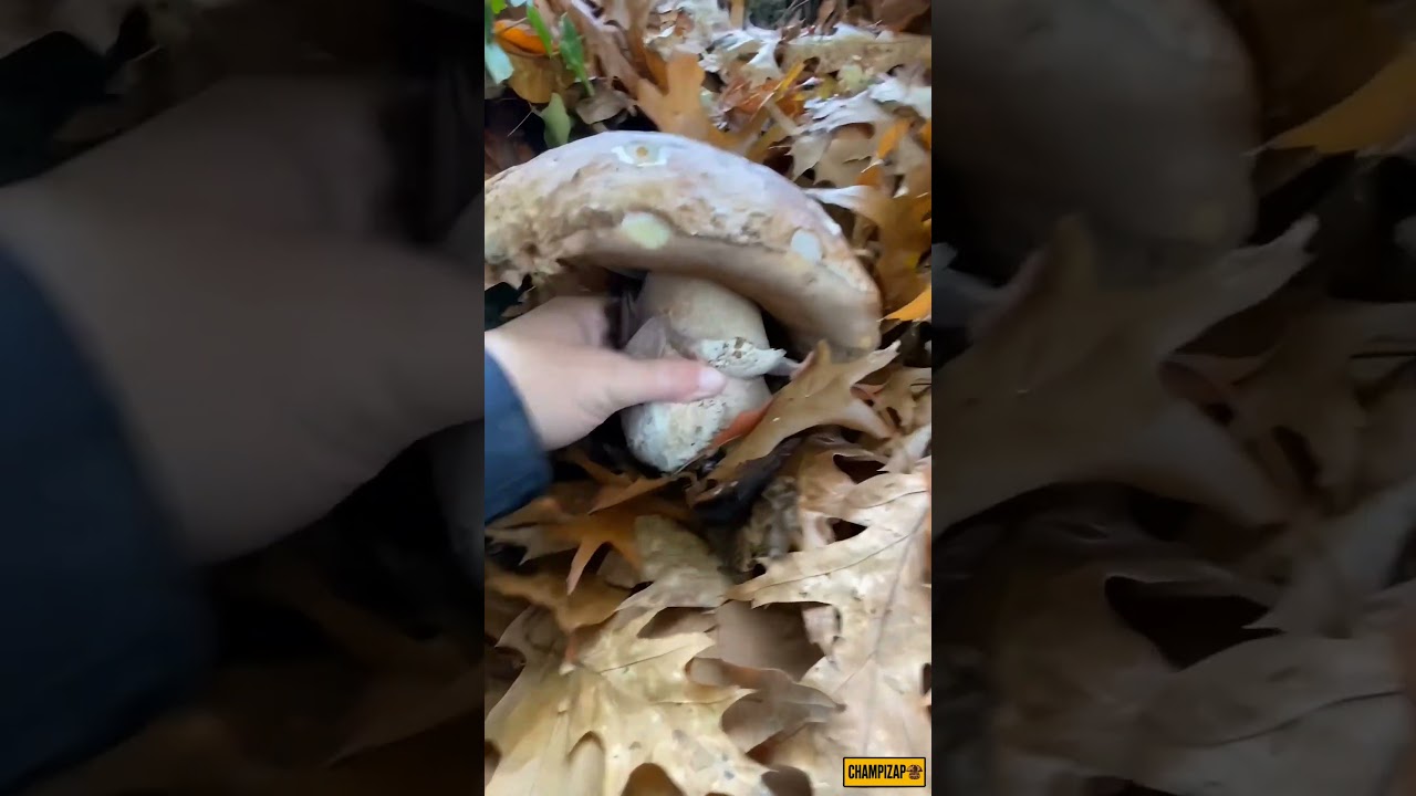 Tr&eacute;sors sauvages de la for&ecirc;t #champignons #c&egrave;pes #cueilleurs #shorts 🙏 Danielle Alleyn
