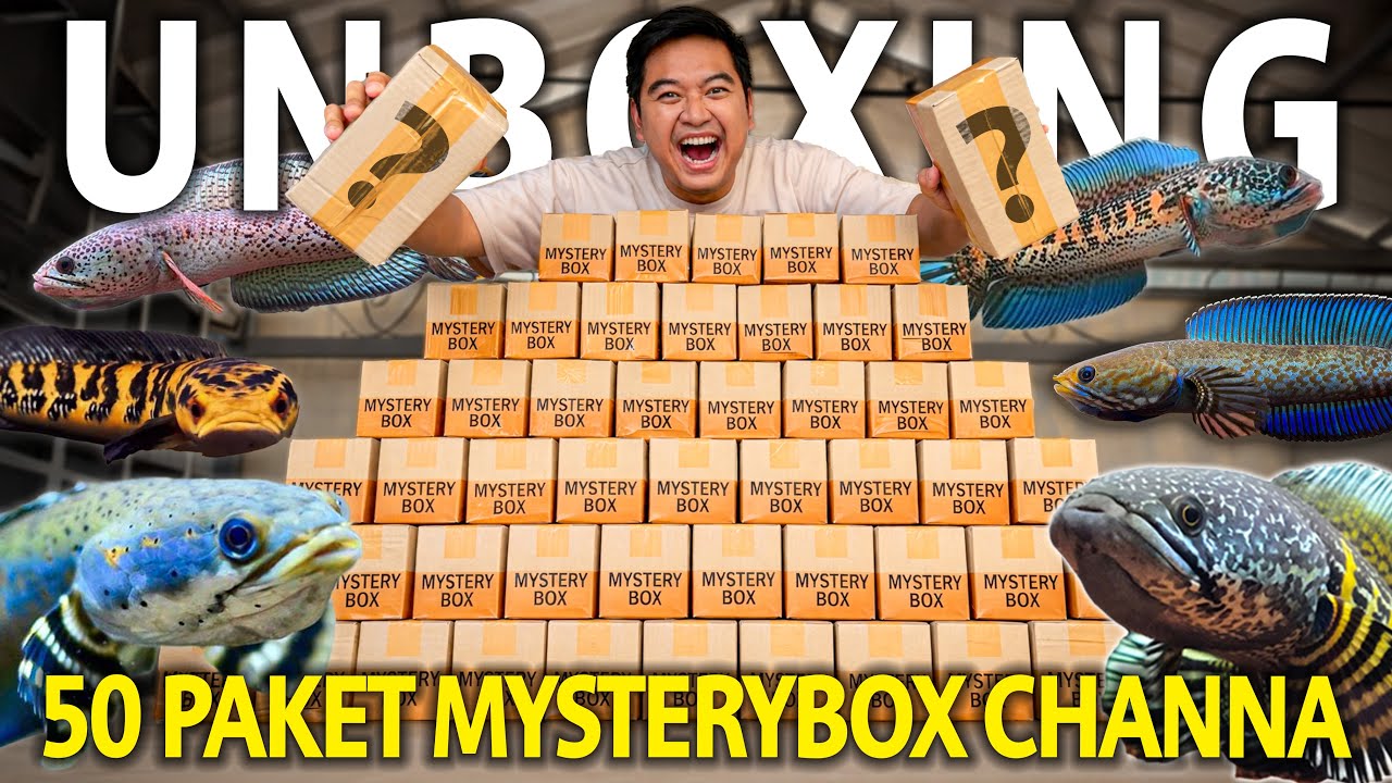 UNBOXING 50 PAKET MYSTERYBOX CHANNA! UNBOXING PALING BERUNTUNG DAPET CHANNA MEHAH-MEWAH!