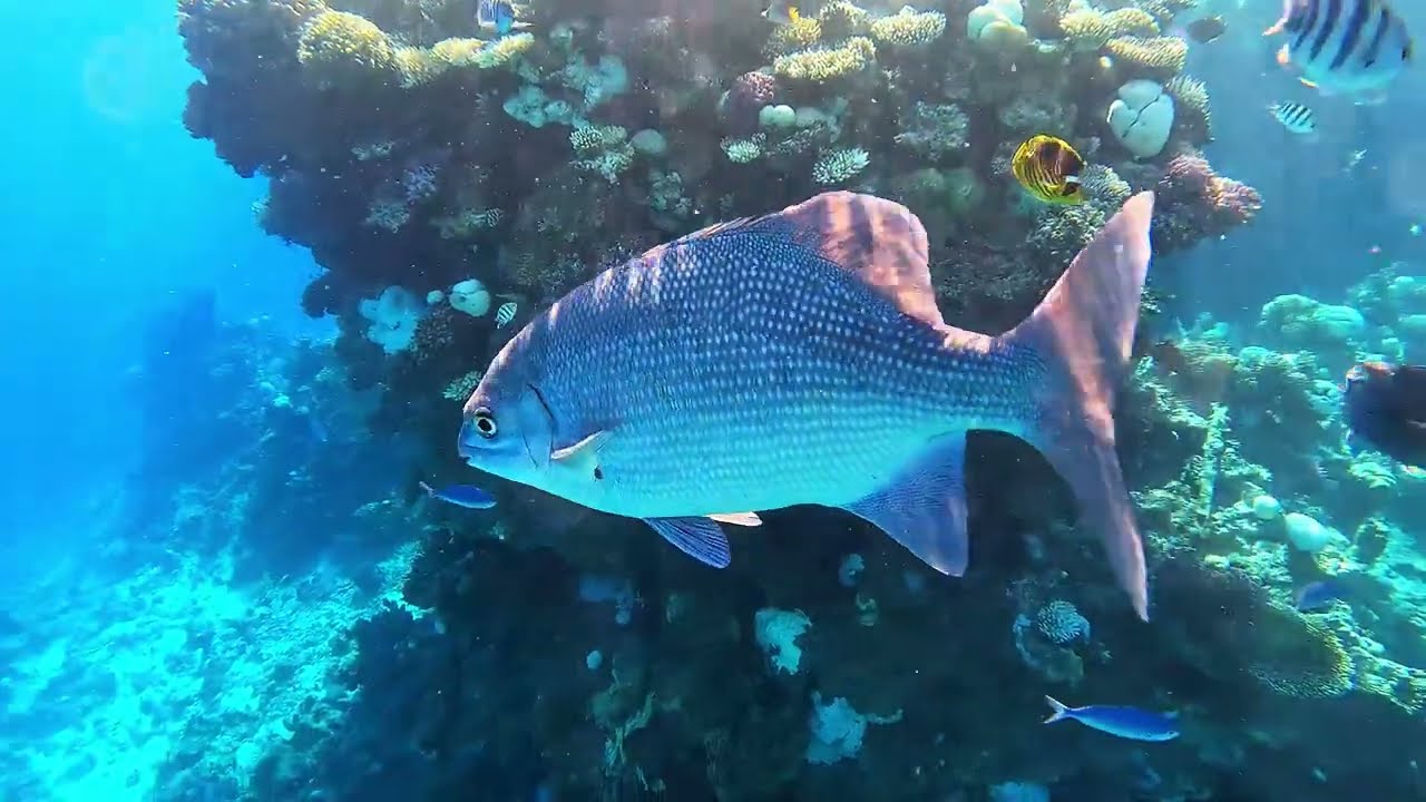 Doubletree by Hilton-Sharks Bay-Sharm el Sheikh-rafa