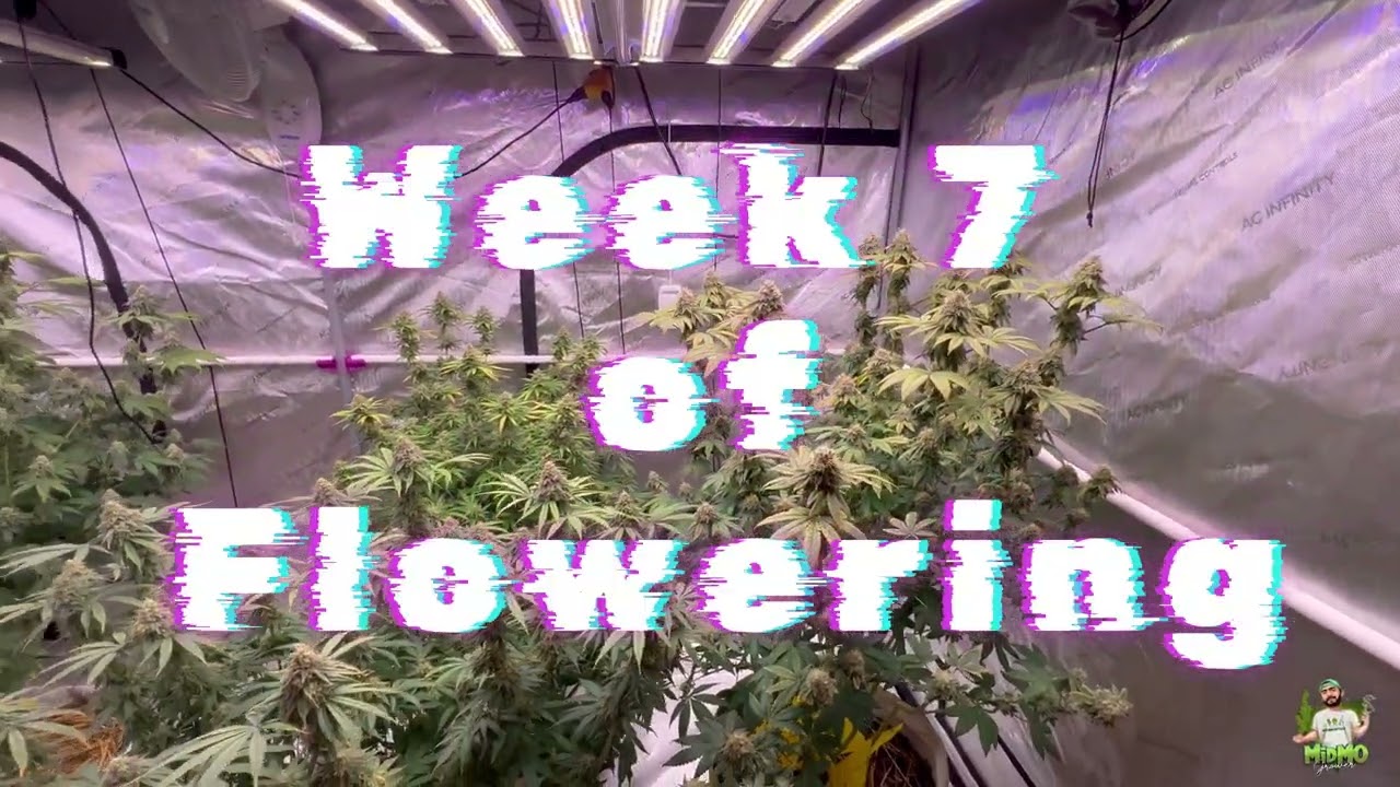 Optics LED - Runtz, Planet of the Grapes(Ethos), Super Lemon Haze, and My Own Strain Grow Part 6