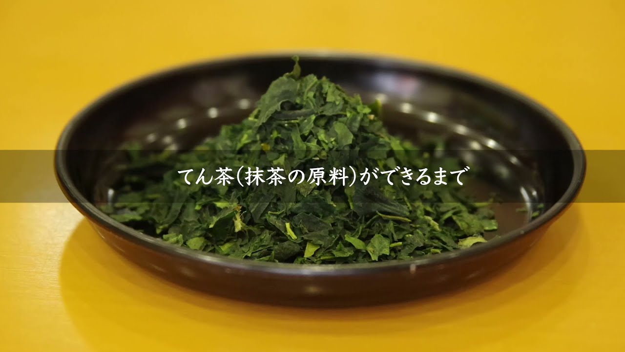 てん茶(抹茶の原料)ができるまで