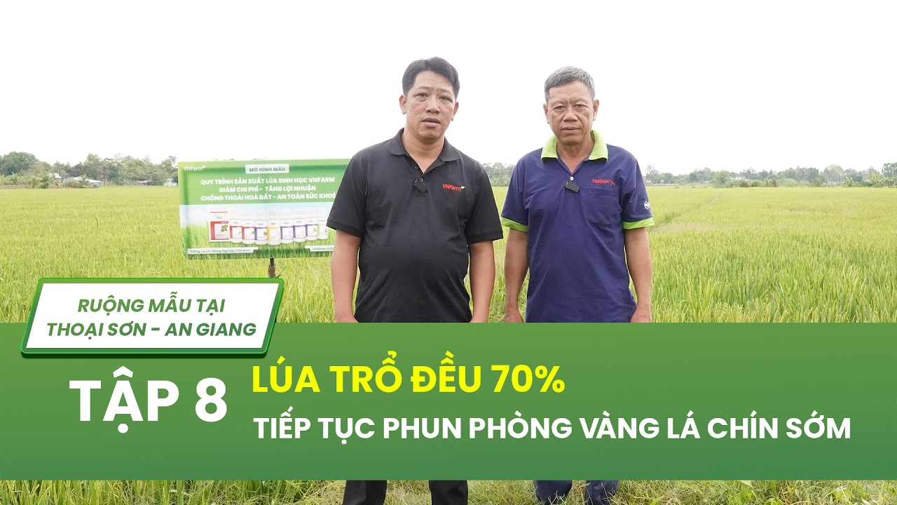 TẬP 8: LÚA TRỔ ĐỀU, TIẾP TỤC PHÒNG ĐẠO ÔN VÀ VÀNG LÁ CHÍN SỚM